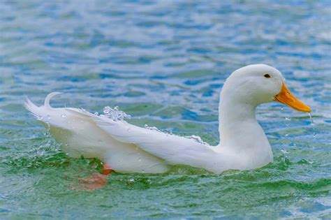 Pekin Duck: Breed Information, Pictures & Facts - Bird Helpful
