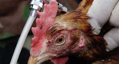 莫斯科州爆发禽流感 一家养殖场将扑杀25万只鸡 - 俄罗斯卫星通讯社