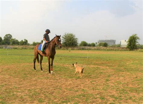 Duke Horse Riding Club Tickets - Book Now @ Rs.499 (29% off)