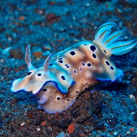Nudibranch