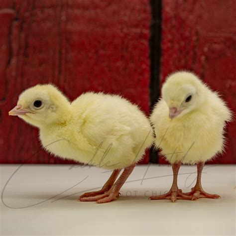 Royal Palm Turkey Breeding