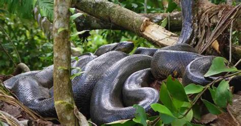 Image result for Anaconda Python Distribution