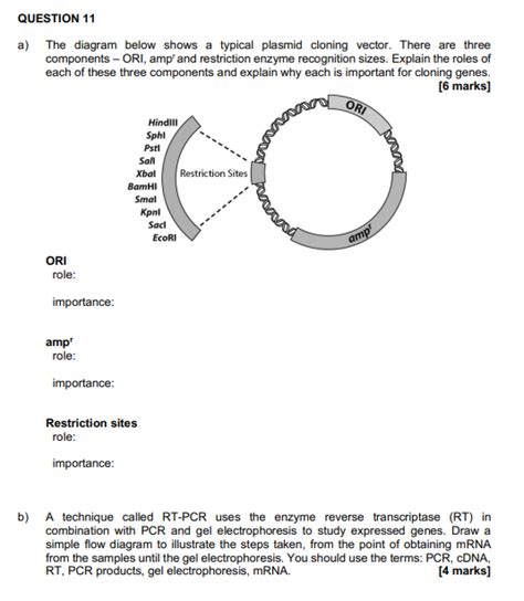 Plasmid Vector 的图像结果
