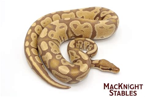 Image result for Hypo Ball Python