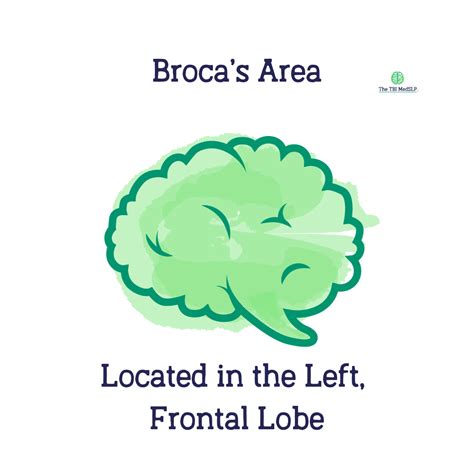 Image result for Broca's area Function