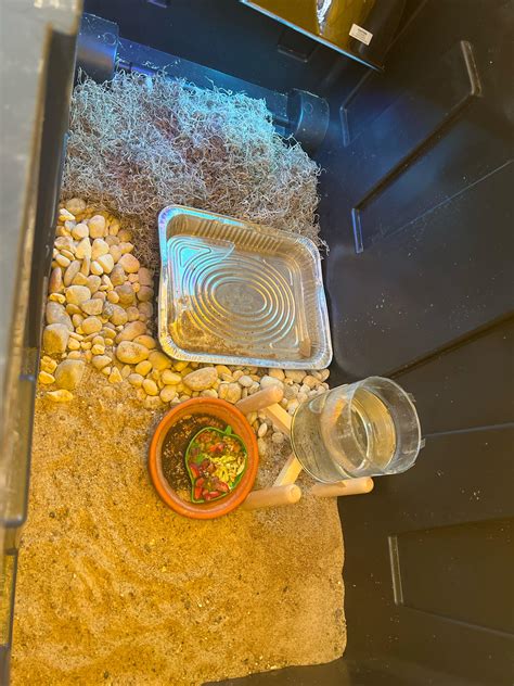 How to Increase Humidity- without daily misting. : r/turtle