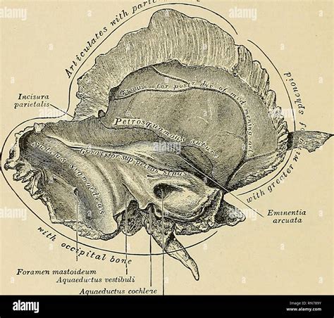 Petrous Temporal Bone