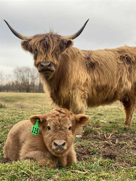 How Much Does A Mini Highland Cow Cost - How much mooola do highlands ...
