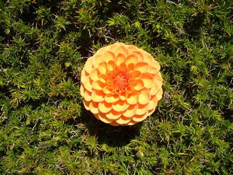 Spring Flower Song 的图像结果