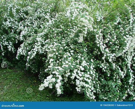 Small, White Flowers in Sumptuous Clusters Along Leafy Spirea Shrub ...