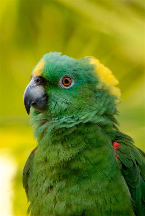 Amazona nuquigualda (Amazona auropalliata) - Aves exóticas