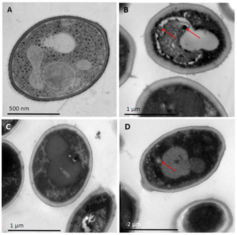 In Vitro Antifungal Activity of Three Synthetic Peptides against ...
