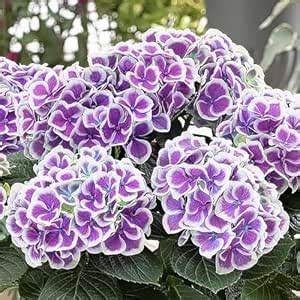 Manjuu Mixed Colour Hydrangea Live Plant, "Hydrangea macrophylla ...