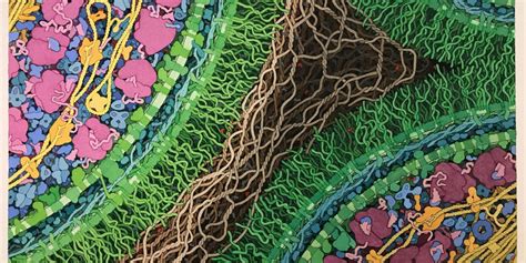 Computer Engineer Live Cells 的图像结果