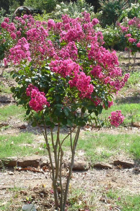 Crape Myrtle Colors : Crape Myrtle Varieties: Plus The Best Option for ...