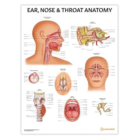 ENT Anatomy Chart | Ear, Nose & Throat Poster with Vocal Cords – AnatomyStuff