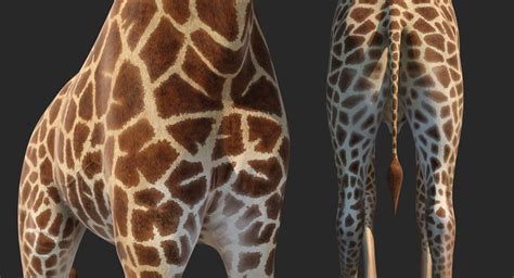 3D African Giraffe Walking Pose model | 3D Molier International