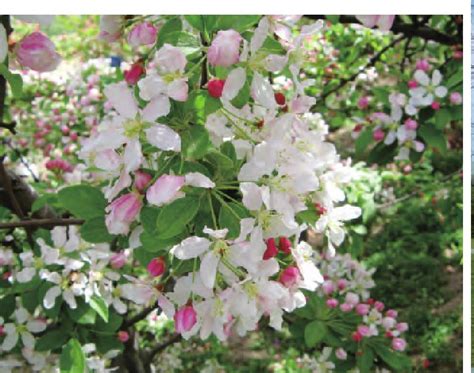 宝石海棠-上海植物-图片