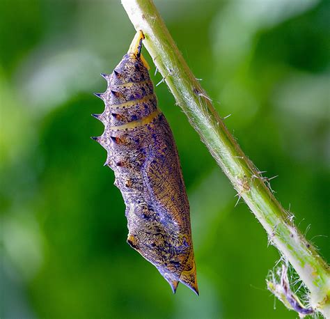 Download free photo of Pupa, cocoon, butterfly, chrysalis, insect ...