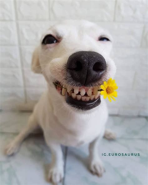 Funny Smiling Dog