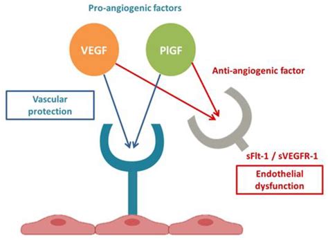 sFlt-1 Levels as a Predicting Tool in Placental Dysfunction ...