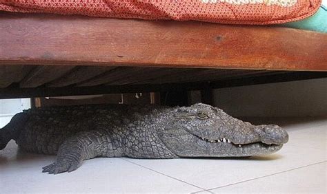 Former Zimbabwean cricketer Guy Whittall finds an 8-foot crocodile ...