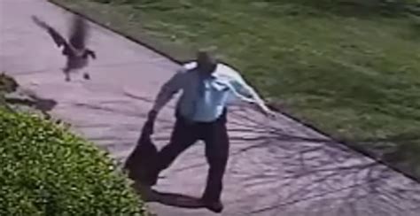 Rezultat imagine pentru Goose Attacks