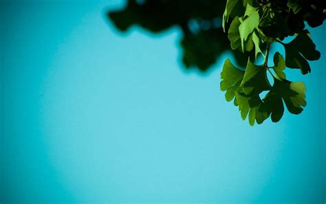 Image result for Simple Nature Computer Wallpaper