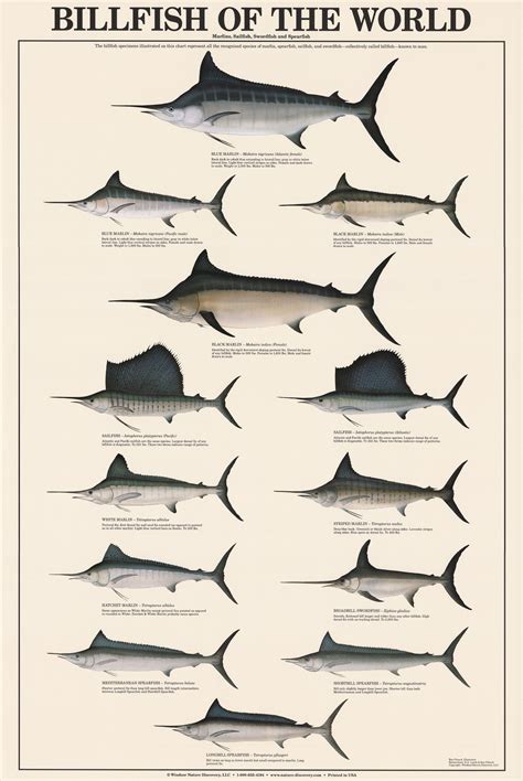 Swordfish Vs Marlin Vs Sailfish