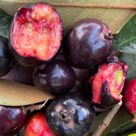 Black Cambuca (Eugenia macrosperma) Live Plant – veliyathgardens