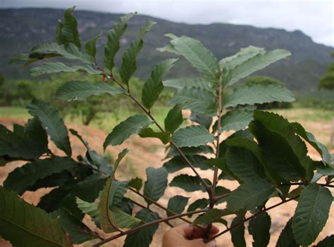 Cupania vernalis Cambess. | Plants of the World Online | Kew Science