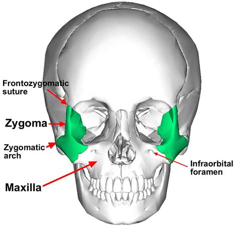 Zygomaticus Major Function