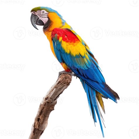 Image result for Parrot Side View