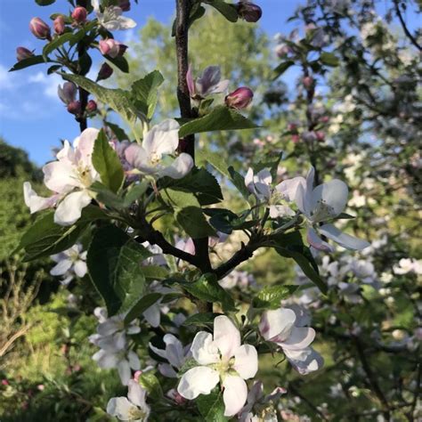 Image result for Sesame Tree Tumblr