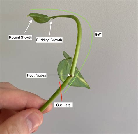 Propagating Pothos