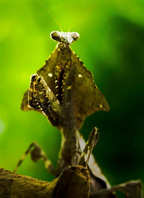 Victoria Bug Zoo Inc. | Victoria, BC