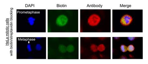 Protein A-Turbo - Proximity Biotinylation Enzyme | PAT001-100UG