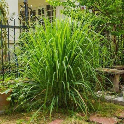 Mozette Lemon grass Seed Price in India - Buy Mozette Lemon grass Seed ...