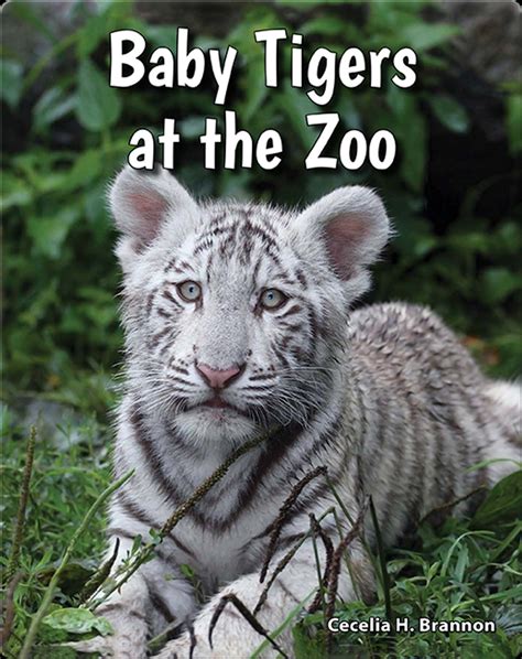 Baby Tigers at the Zoo Book by Cecelia H. Brannon | Epic