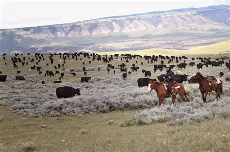 Cattle Ranch Jobs Montana at Philip Ayala blog