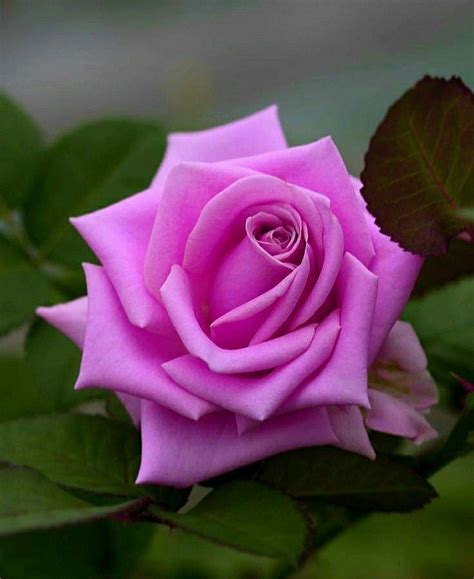 Image result for Flower Coding Steps Pattern in Scratch