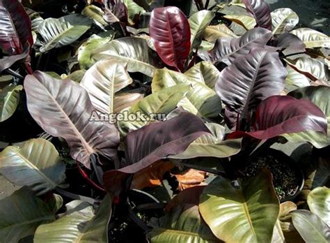 Филодендрон Черный Кардинал (Philodendron Black Cardinal) Каталог ...