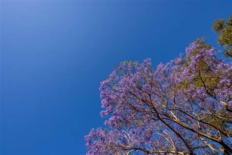 Harmonising and unifying data for effective management of plant ...