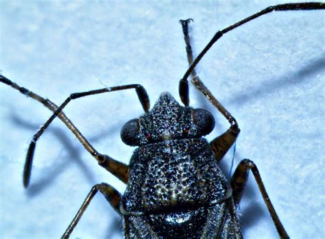 Image result for Interference Microscope