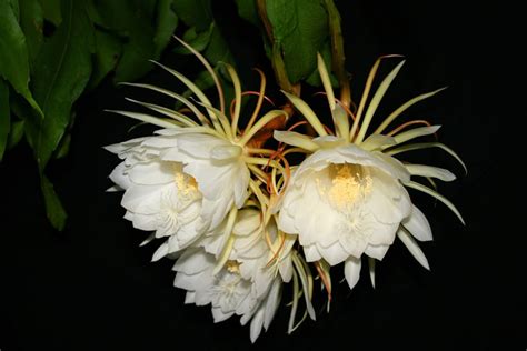 DIARAA Brahma Kamal Live Plant, Queen Of Nights, Saussurea Obvallata ...