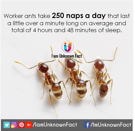 Amazing Facts about Ants