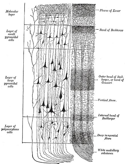 Neocortex 的图像结果