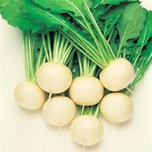 MYLAWN Turnip Egg white Seed Price in India - Buy MYLAWN Turnip Egg ...