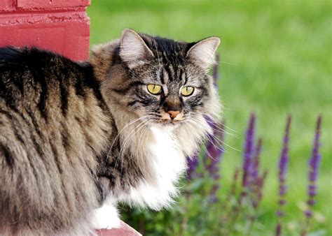 22 Long-Haired Cat Breeds to Swoon Over