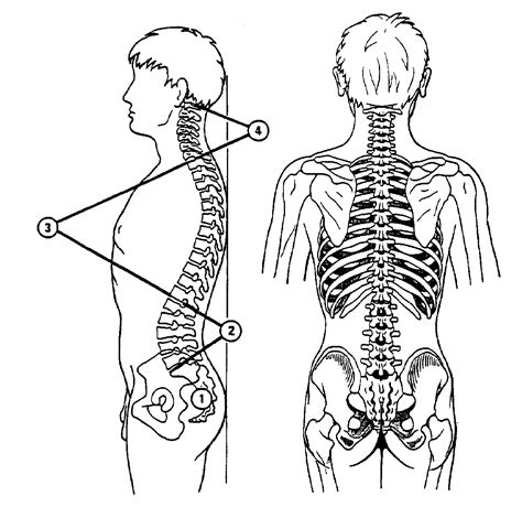 Image result for Spinal Alignment